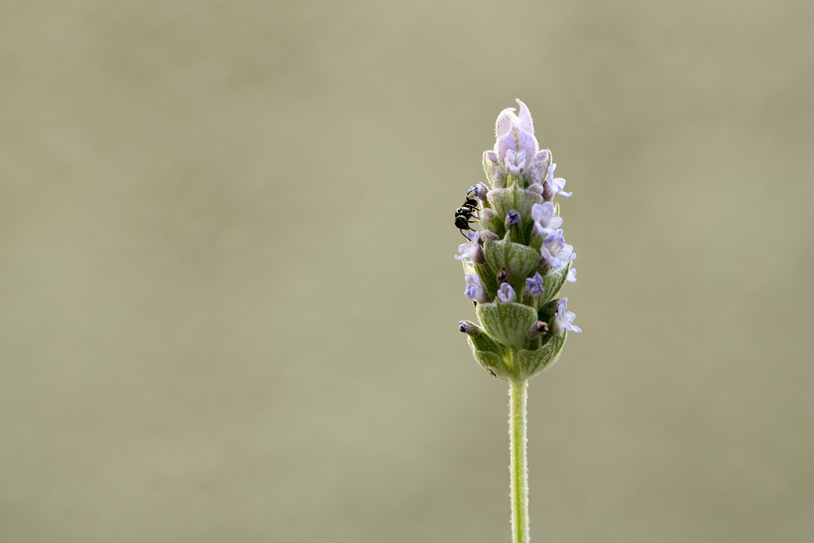 Uma fotografia macro da flor de lavanda com uma abelha