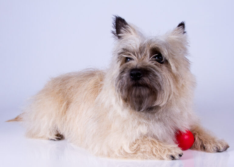 Um filhote de cachorro salsicha sobre uma cama