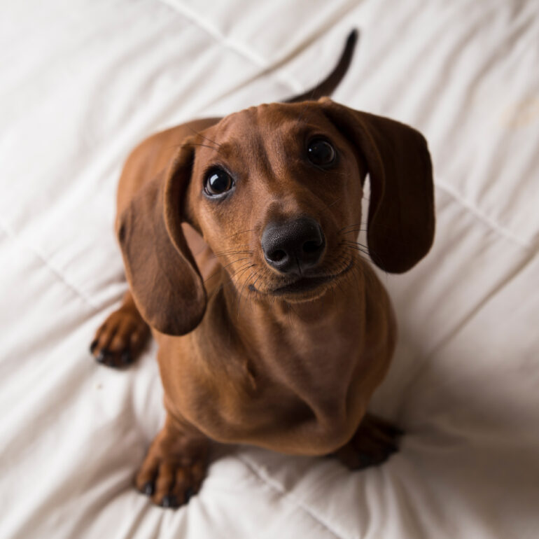 Um filhote de cachorro salsicha sobre uma cama